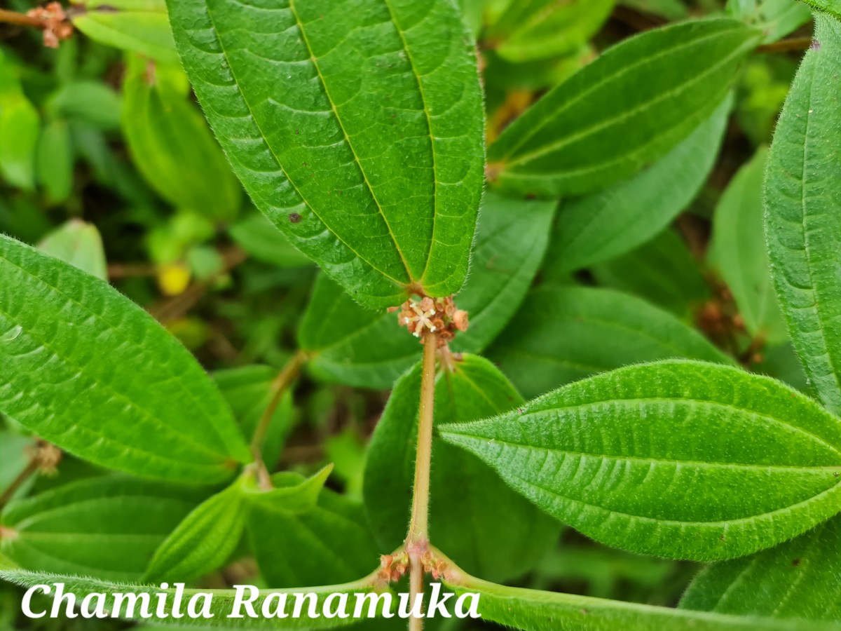 Gonostegia hirta (Hassk.) Miq.